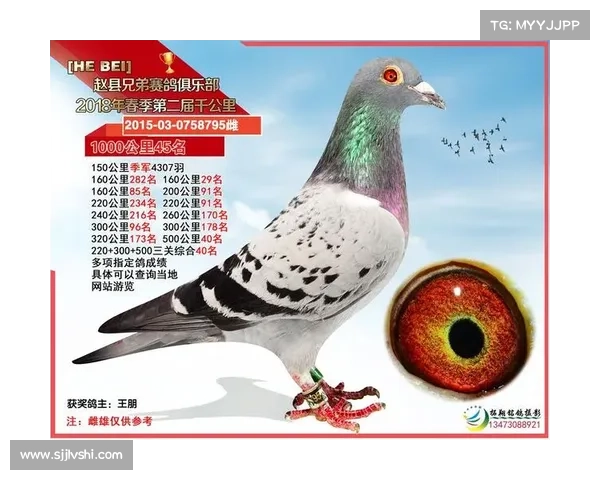 石家庄赵县协会赛事(赵县赛鸽俱乐部)